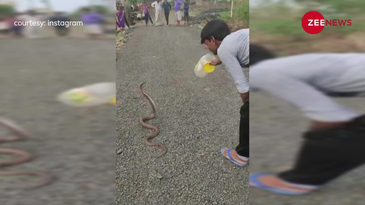 बीच सड़क पर फैला काले कोबरा का आतंक! जान पर खेलकर शख्स ने पाया काबू! देखें वीडियो