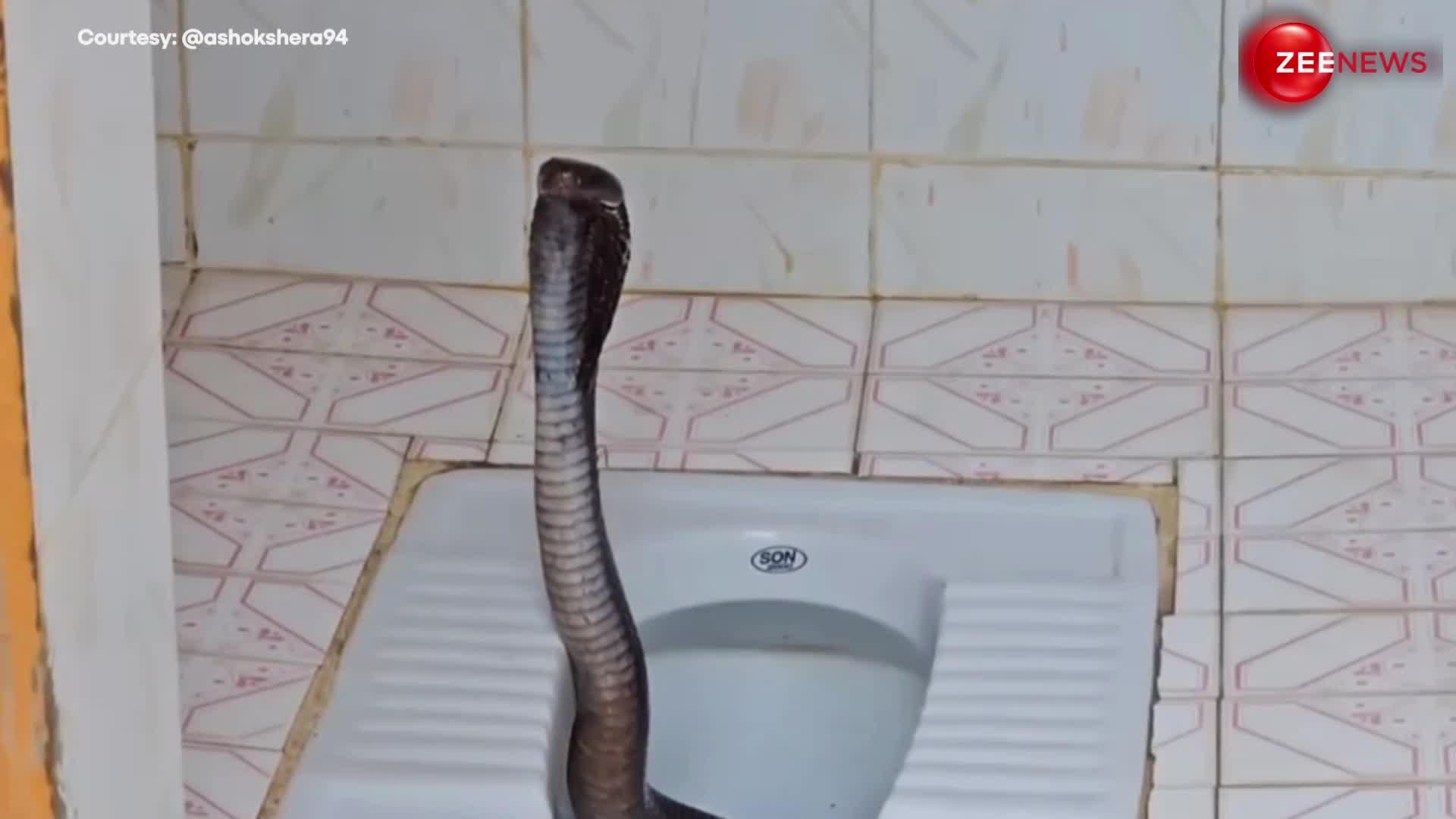 King Cobra: इंडियन टॉयलेट के अंदर से धड़ उठाए निकला पड़ा था किंग कोबरा, ऐसा नजारा देखते ही थम गई लोगों की सांसें