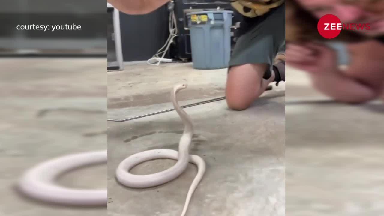 White Snake: कहीं देखा है दूध की तरह सफेद कोबरा? खूबसूरती देख बहक मत जाना!