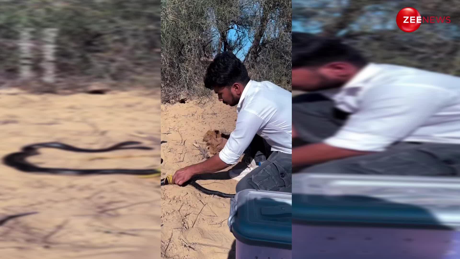 रस्सियों में उलझा पड़ा था जख्मी किंग कोबरा, शख्स ने देखते ही बहादुरी से बचाई सांप की जान