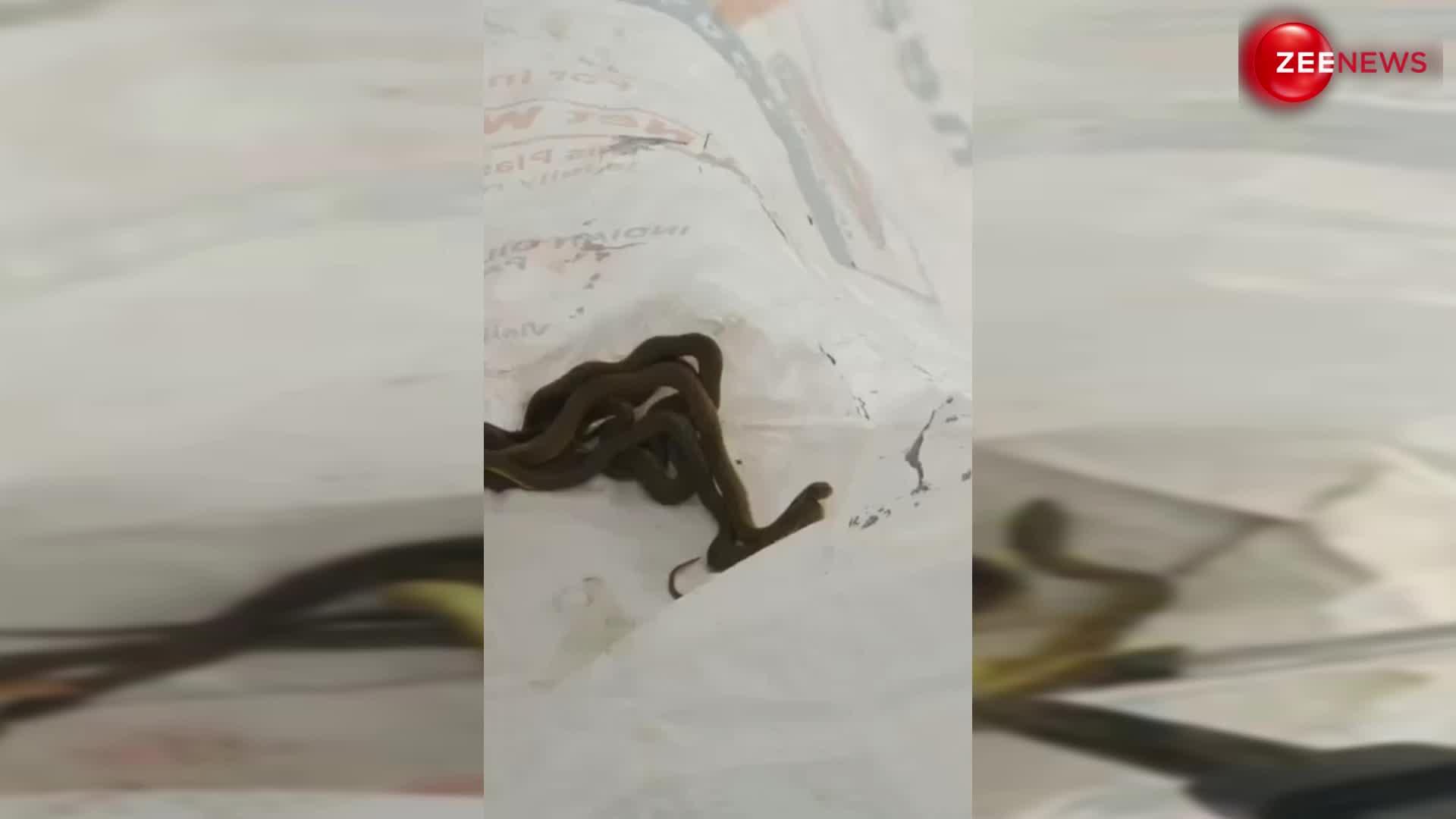 Snake Viral Video: Plastic के कट्टे में थी सांप की पूरी Family, दिल थाम कर देखिएगा ये वीडियो