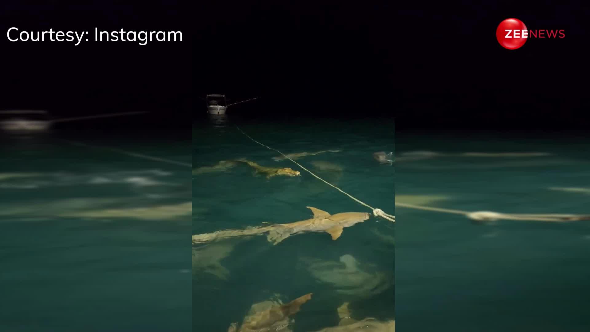 10 शार्क्स ने मिलकर मगरमच्छ पर किया जोरदार अटैक, तभी हुआ कुछ ऐसा जिसका किसी को नहीं था अंदाजा...