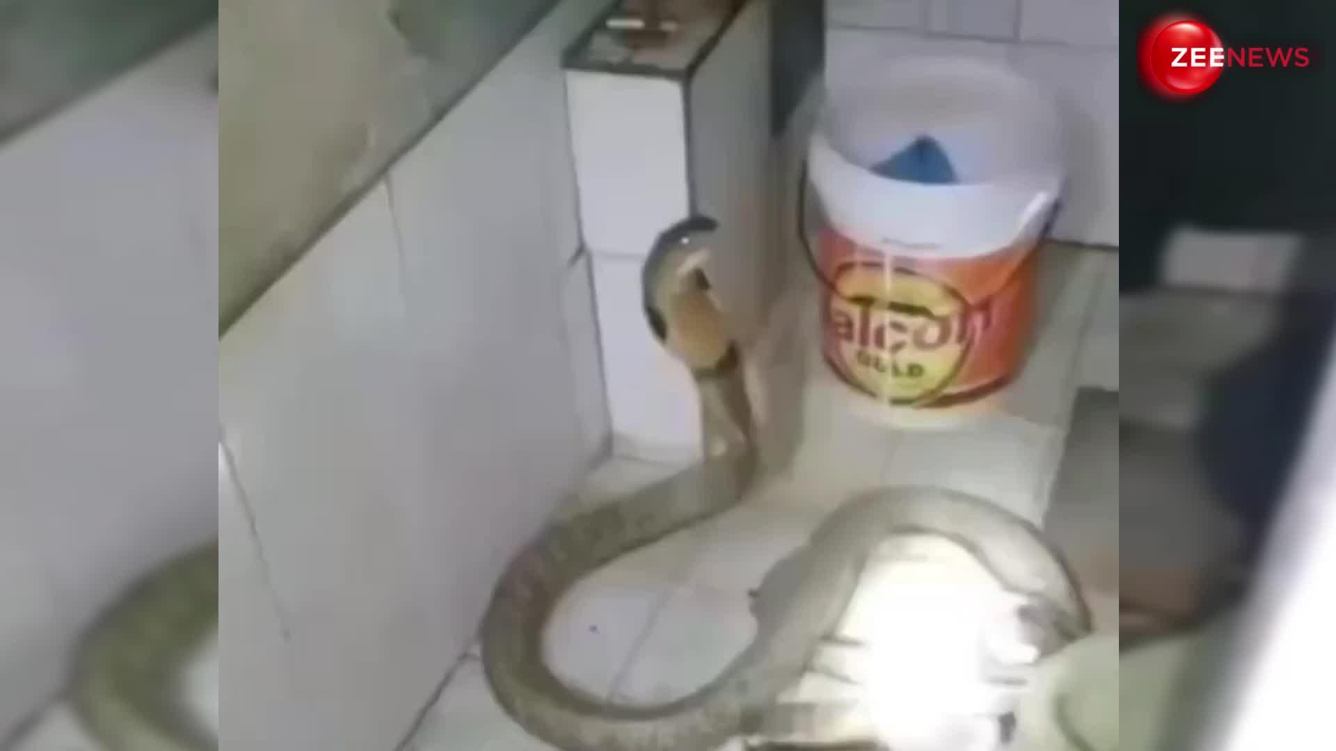 बाथरूम में King Cobra को नहलाते हुए शख्स का वीडियो हुआ वायरल
