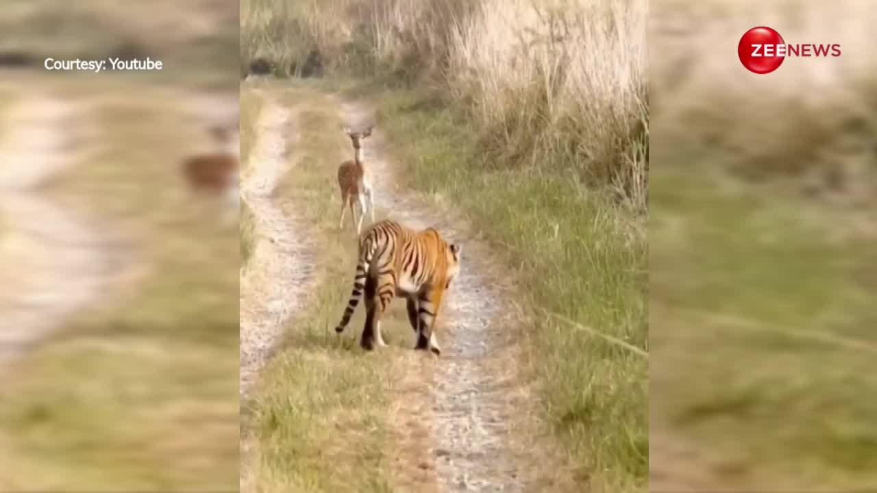 बाघ को देखते ही डर से सहम गया हिरण, फिर हुआ कुछ ऐसा कि वीडियो देख चौंक जाएंगे आप