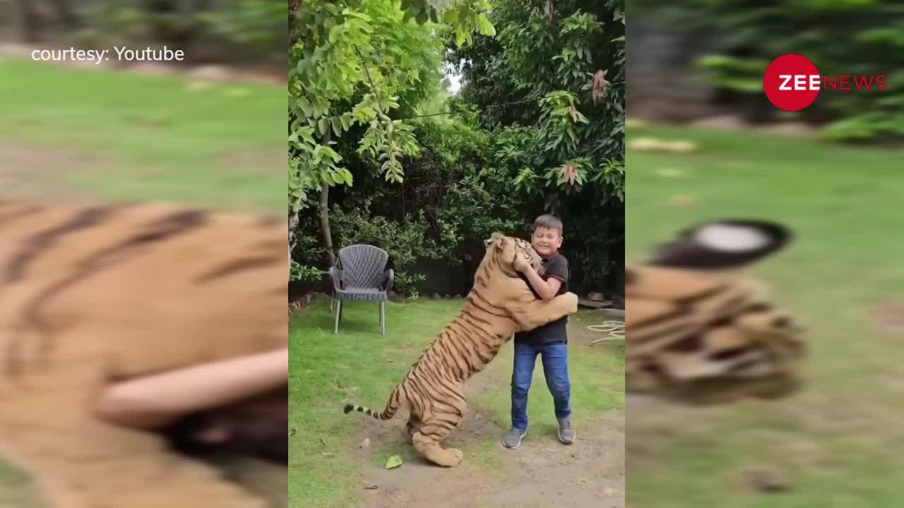 Mowgli से आगे निकल गया 3 साल का बच्चा,  खूंखार Tiger को बना लिया 'जिगरी दोस्त'