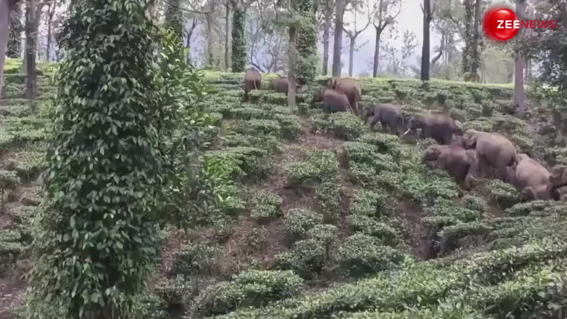 जंगल में पहली बार एक साथ दिखा हाथी का पूरा परिवार, लोगों को काफी पसंद आ रहा है वीडियो