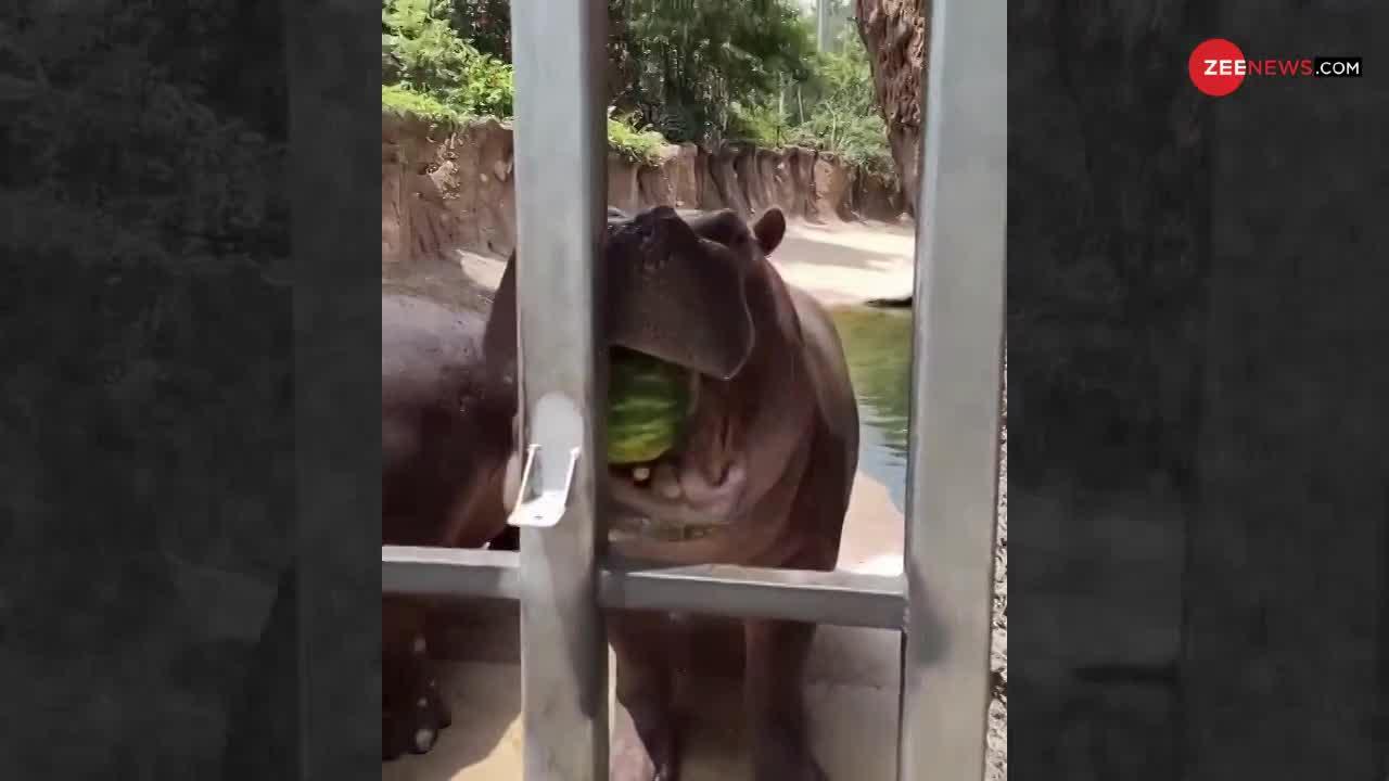Hippo का तरबूज खाने का ये अंदाज देखकर चौंक जाएंगे, देखें गजब का Video