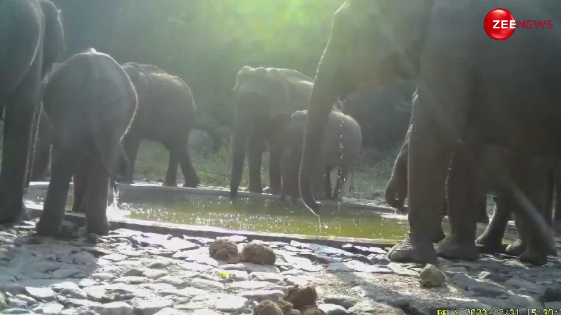 तालाब के पानी में मस्ती करता नजर आया हाथी का पूरा परिवार, वीडियो देख मंत्रमुग्ध हो गए लोग